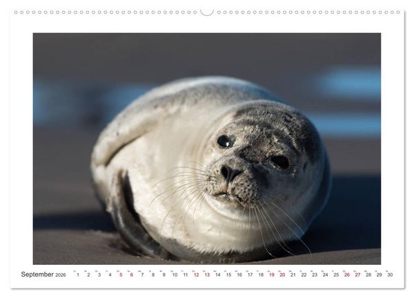 Produktbild: D&auml;nemark - Phototravellers Sehnsuchtskalender (hochwertiger Premium Wandkalender 2026 DIN A2 quer), Kunstdruck in Hochglanz