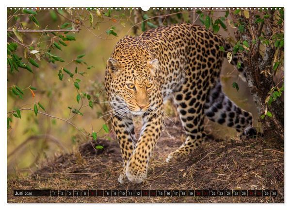 Produktbild: Auf Safari in Kenia 2026 (hochwertiger Premium Wandkalender 2026 DIN A2 quer), Kunstdruck in Hochglanz
