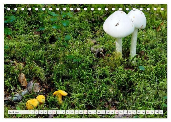 Produktbild: Pilze - tolle Funde (Tischkalender 2027 DIN A5 quer), CALVENDO Monatskalender