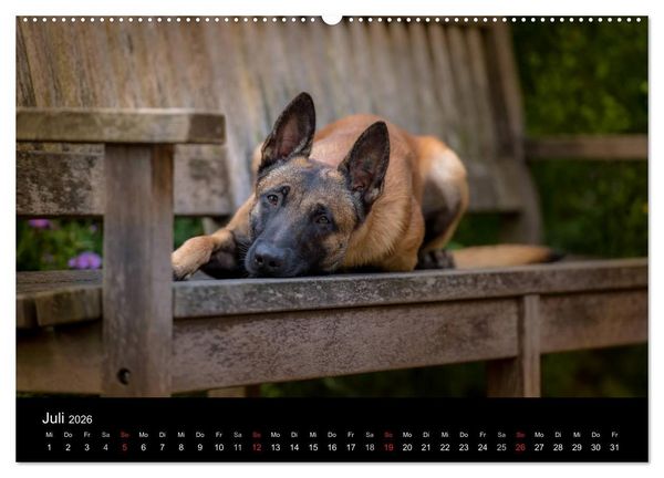 Produktbild: Belgischer Sch&auml;ferhund - Der Malinois (hochwertiger Premium Wandkalender 2026 DIN A2 quer), Kunstdruck in Hochglanz