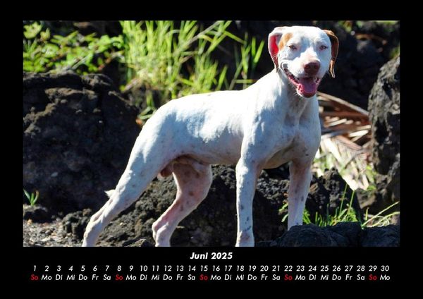Produktbild: Der Hundekalender 2025 Fotokalender DIN A3