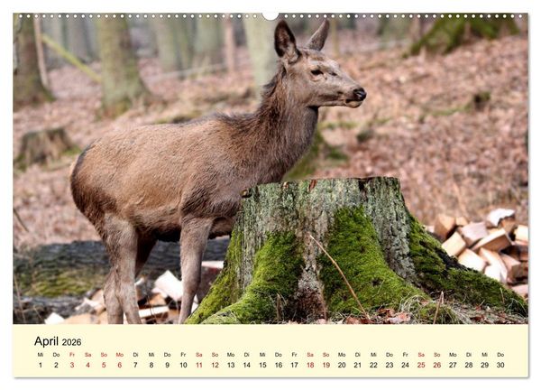 Produktbild: Der Rothirsch - Der K&ouml;nig in unseren W&auml;ldern (Wandkalender 2026 DIN A2 quer), CALVENDO Monatskalender