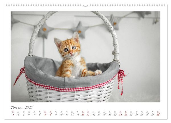 Produktbild: Zauberhafte rote K&auml;tzchen (hochwertiger Premium Wandkalender 2026 DIN A2 quer), Kunstdruck in Hochglanz