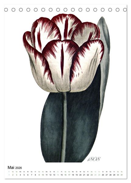 Produktbild: Tulpen - Jahr (Tischkalender 2026 DIN A5 hoch), CALVENDO Monatskalender