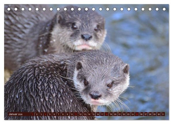 Produktbild: Otter. Frech, laut und clever (Tischkalender 2026 DIN A5 quer), CALVENDO Monatskalender