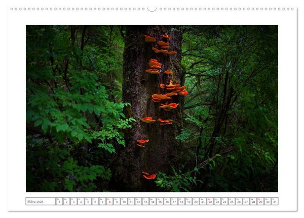 Produktbild: Vancouver Island (Wandkalender 2026 DIN A2 quer), CALVENDO Monatskalender