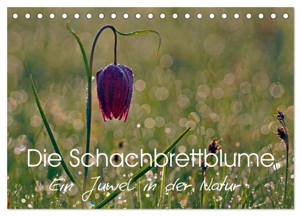 Produktbild: Die Schachbrettblume (Tischkalender 2026 DIN A5 quer), CALVENDO Monatskalender