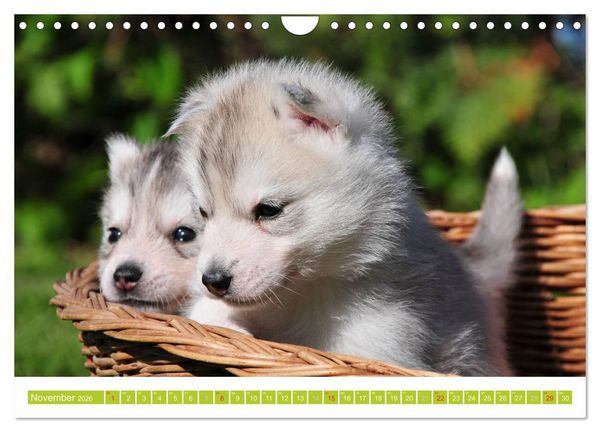 Produktbild: Siberian Husky - der Urtyp (Wandkalender 2026 DIN A4 quer), CALVENDO Monatskalender