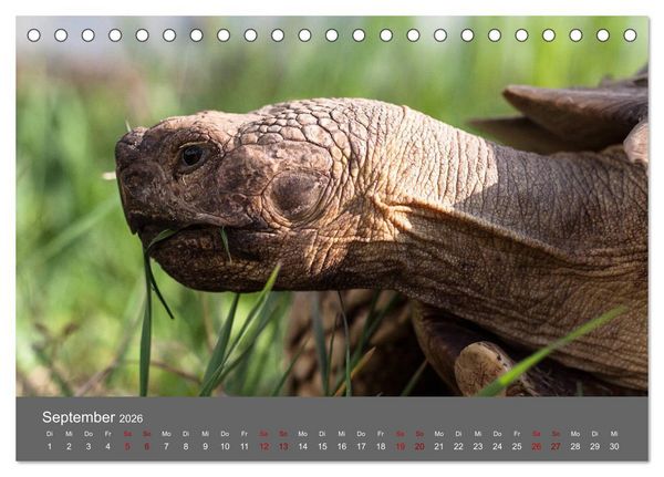 Produktbild: Landschildkr&ouml;ten (Tischkalender 2026 DIN A5 quer), CALVENDO Monatskalender