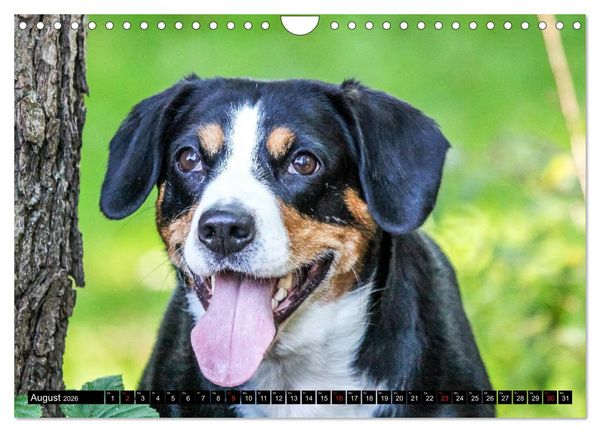 Produktbild: Entlebucher Sennenhund - treue Freunde (Wandkalender 2026 DIN A4 quer), CALVENDO Monatskalender