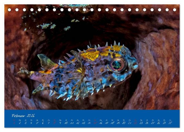 Produktbild: Meer sehen - Abenteuer Tauchen (Tischkalender 2026 DIN A5 quer), CALVENDO Monatskalender