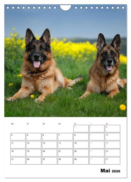 Produktbild: Deutsche Sch&auml;ferhunde - Seelentr&ouml;ster auf vier Pfoten (Wandkalender 2026 DIN A4 hoch), CALVENDO Monatskalender