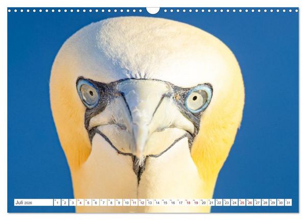 Produktbild: Basst&ouml;lpel - Helgolands faszinierende V&ouml;gel (Wandkalender 2026 DIN A3 quer), CALVENDO Monatskalender