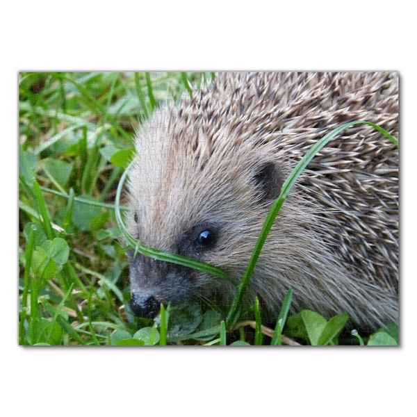 Produktbild: Lais Puzzle Igel 500 Teile