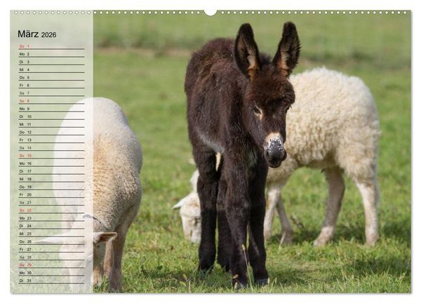 Produktbild: Esel. H&uuml;bsch, klug und flei&szlig;ig (Wandkalender 2026 DIN A2 quer), CALVENDO Monatskalender