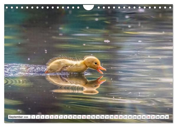 Produktbild: Flauschige Momente! Enten- und G&auml;nsek&uuml;ken im Jahreslauf (Wandkalender 2026 DIN A4 quer), CALVENDO Monatskalender