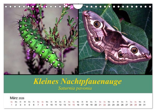 Produktbild: Zwei Leben, Raupe und Schmetterling (Wandkalender 2026 DIN A4 quer), CALVENDO Monatskalender