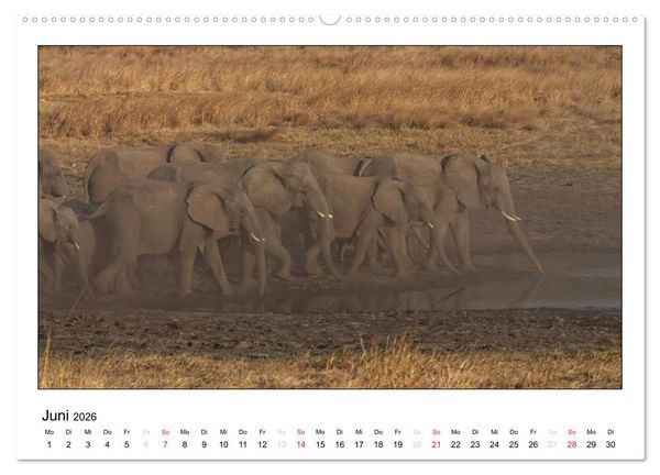 Produktbild: Afrikanische Elefanten (Wandkalender 2026 DIN A2 quer), CALVENDO Monatskalender