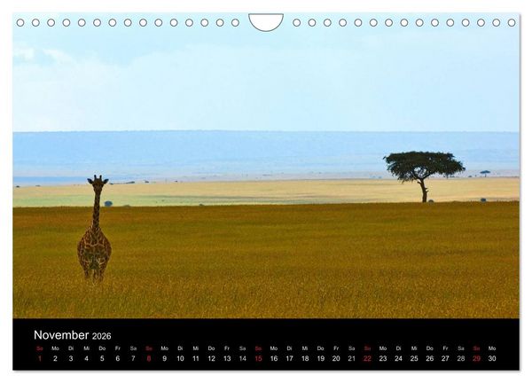Produktbild: GIRAFFEN - Liebliche Riesen der afrikanischen Savanne (Wandkalender 2026 DIN A4 quer), CALVENDO Monatskalender