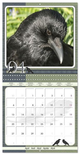 Produktbild: Saar, I: Crows. Portraits of Intelligence. Cleverly schedule