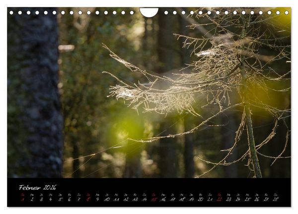 Produktbild: Hochmoor Hohes Venn (Wandkalender 2026 DIN A4 quer), CALVENDO Monatskalender
