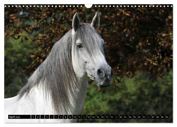 Produktbild: Traumpferde - F&uuml;rstliche Hofreitschule B&uuml;ckeburg (Wandkalender 2026 DIN A3 quer), CALVENDO Monatskalender