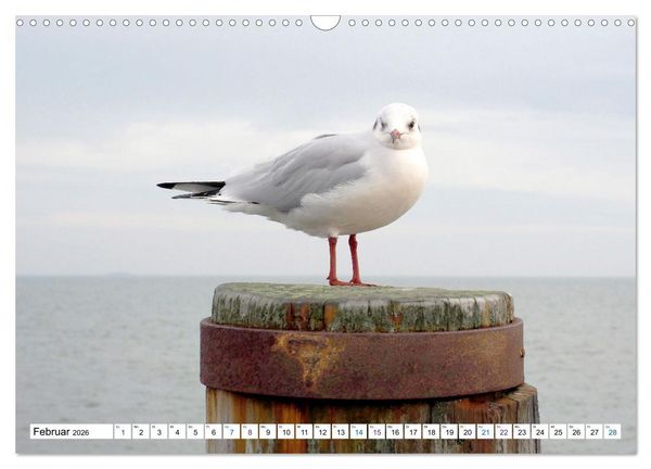 Produktbild: F&ouml;hr - Wasser Landschaft Wind und Meer (Wandkalender 2026 DIN A3 quer), CALVENDO Monatskalender