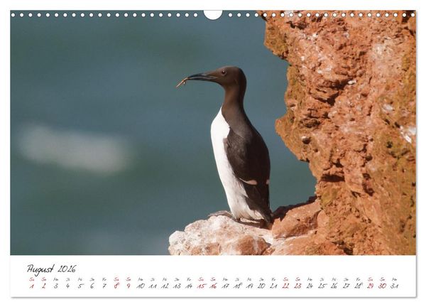 Produktbild: Vogelwelt Helgoland - von Ostfriesenfotografie (Wandkalender 2026 DIN A3 quer), CALVENDO Monatskalender