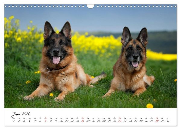 Produktbild: Deutsche Sch&auml;ferhunde - Liebenswerte Graunasen (Wandkalender 2026 DIN A3 quer), CALVENDO Monatskalender