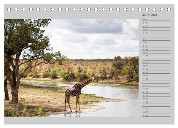 Produktbild: Twigas - Giraffen (Tischkalender 2026 DIN A5 quer), CALVENDO Monatskalender