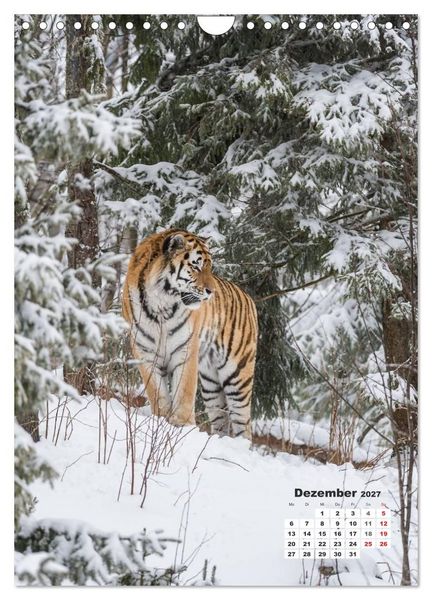 Produktbild: Emotionale Momente: Raubkatzen - die schnellen J&auml;ger. (Wandkalender 2027 DIN A4 hoch), CALVENDO Monatskalender