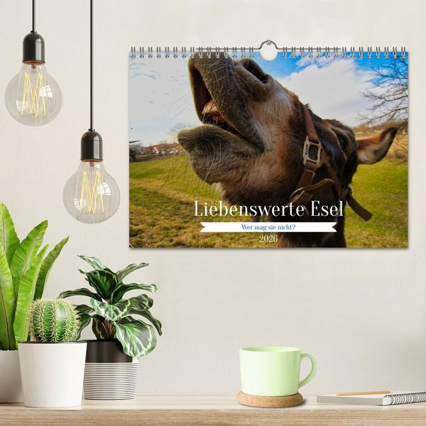 Produktbild: Liebenswerte Esel (Wandkalender 2026 DIN A4 quer), CALVENDO Monatskalender