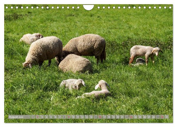 Produktbild: M&uuml;nsterland - Vielf&auml;ltige Sch&ouml;nheit (Wandkalender 2026 DIN A4 quer), CALVENDO Monatskalender