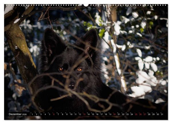 Produktbild: Schwarz ist sch&ouml;n! Der lackschwarze altdeutsche Sch&auml;ferhund (hochwertiger Premium Wandkalender 2026 DIN A2 quer), Kunstdruck in Hochglanz
