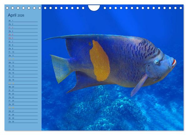 Produktbild: Momente im Blau - Ein Terminplaner f&uuml;r Unterwasser-Freunde (Wandkalender 2026 DIN A4 quer), CALVENDO Monatskalender