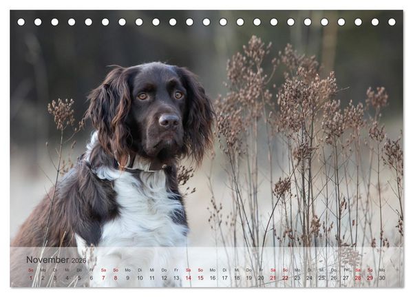 Produktbild: Der kleine M&uuml;nsterl&auml;nder (Tischkalender 2026 DIN A5 quer), CALVENDO Monatskalender