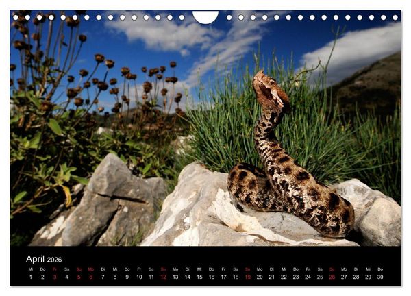 Produktbild: Schlangen (Wandkalender 2026 DIN A4 quer), CALVENDO Monatskalender