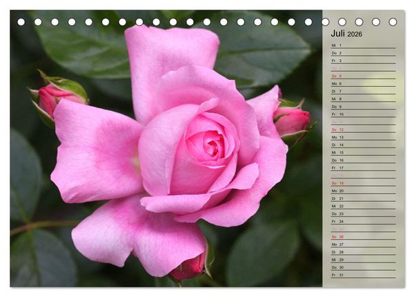 Produktbild: Rosensommer (Tischkalender 2026 DIN A5 quer), CALVENDO Monatskalender