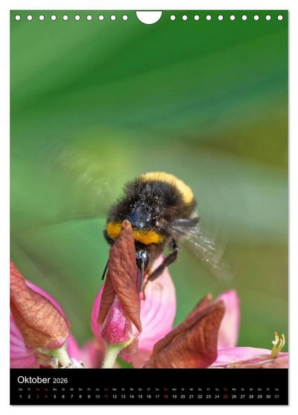Produktbild: Bienen und Hummeln (Wandkalender 2026 DIN A4 hoch), CALVENDO Monatskalender