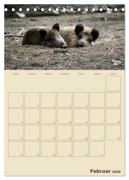 Produktbild: Wildschweine (Tischkalender 2026 DIN A5 hoch), CALVENDO Monatskalender