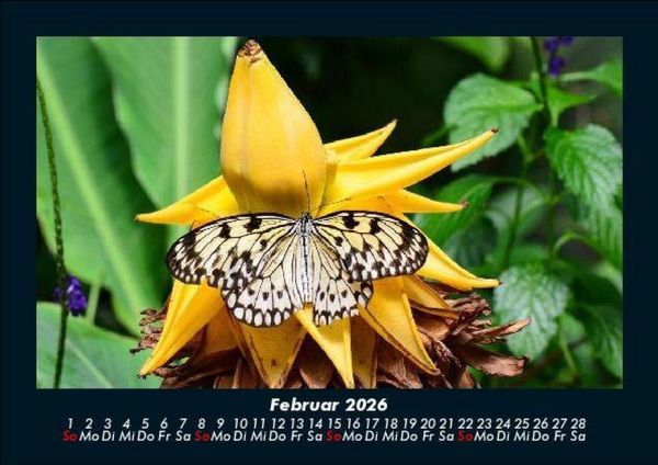 Produktbild: Bunte Pracht der Schmetterlinge 2026 Fotokalender DIN A5