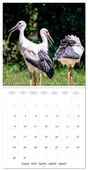 Produktbild: Whispers of Wings (Wall Calendar 2027 12 &times; 12 Inch) CALVENDO 12 Month Wall Calendar