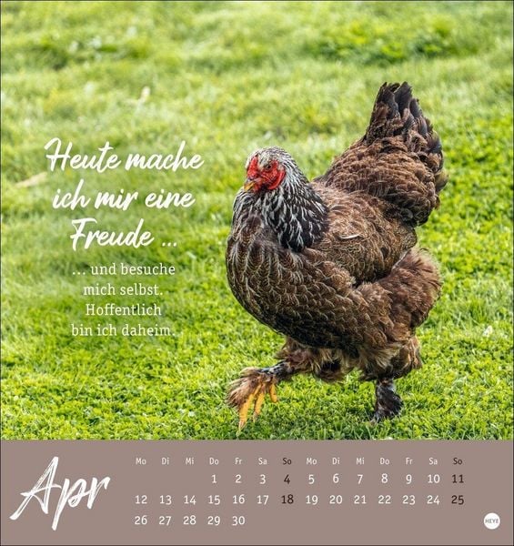 Produktbild: H&uuml;hner Postkartenkalender 2027 - Ach, du verr&uuml;cktes Huhn!