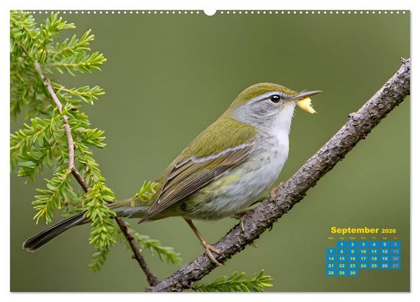 Produktbild: Singers from our regions - Our intimate nature (Wall Calendar 2026 DIN A2 landscape), CALVENDO 12 Month Wall Calendar