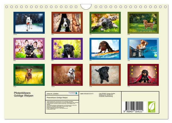 Produktbild: Pfotenblitzers Goldige Welpen (Wandkalender 2026 DIN A4 quer), CALVENDO Monatskalender