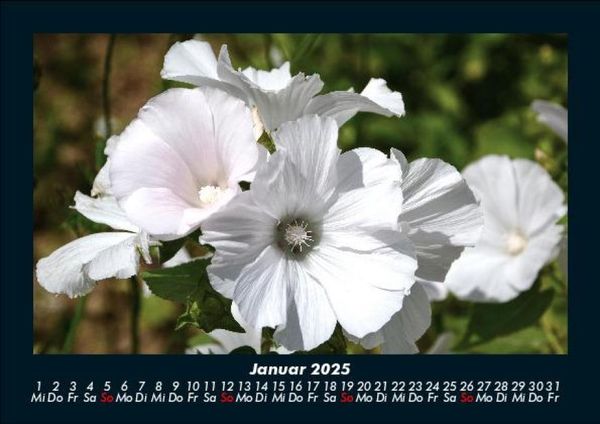 Produktbild: Blumentraum 2025 Fotokalender DIN A5