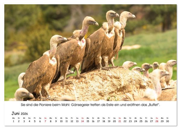 Produktbild: Die Geier sind los (Tischkalender 2026 DIN A5 quer), CALVENDO Monatskalender