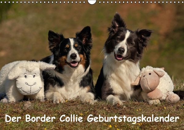 Produktbild: Der Border Collie Geburtstagskalender (Wandkalender immerw&auml;hrend DIN A3 quer)