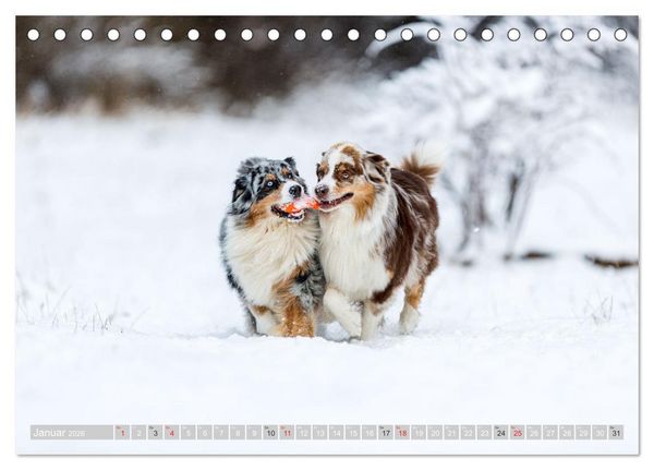 Produktbild: Australian Shepherd 2026 (Tischkalender 2026 DIN A5 quer), CALVENDO Monatskalender