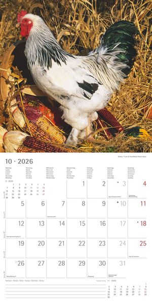 Produktbild: Hühner 2026 - Broschürenkalender 30x30 cm (30x60 geöffnet) - Kalender mit Platz für Notizen - Hühner - Bildkalender - Wandkalender - Hühnerkalender